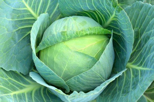 Natural Light Flavor Excellent Source Of Vitamins And Folate Fresh Green Cabbage