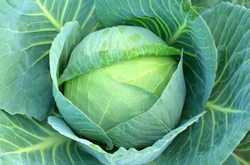 cabbage