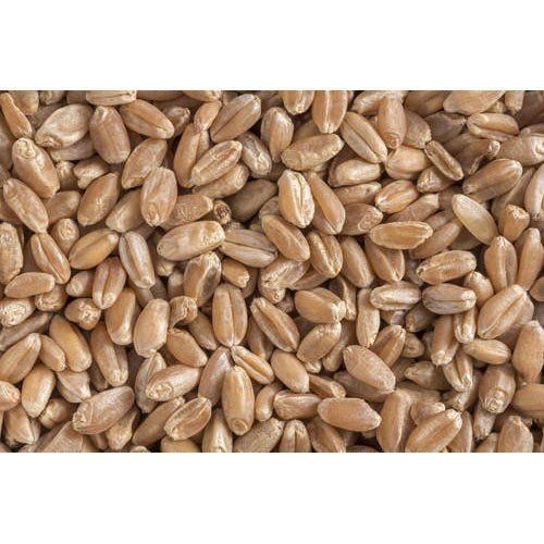 Organic Dried Tetraploid Durum Wheat Seeds