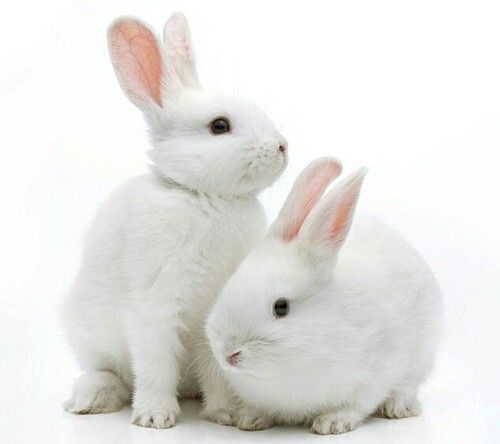 White Live Rabbit