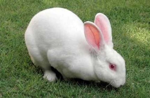 White Live Rabbit