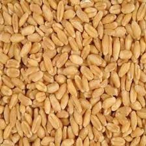 Wheatish Healthy High In Protein Minerals Nutrients Wheat Grains