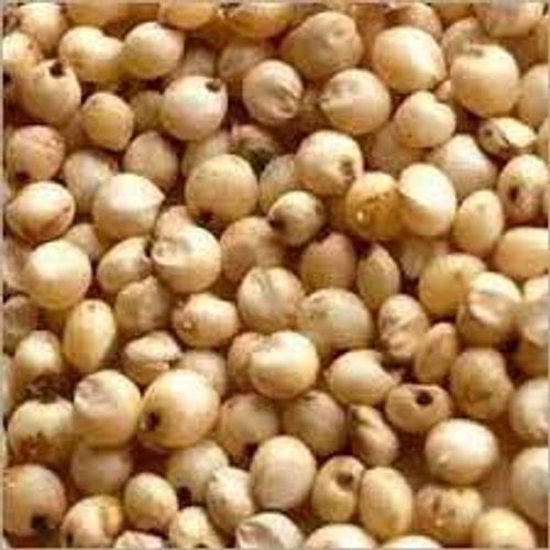 High In Fibre Natural White Whole Grain Jowar/Sorghum Seeds