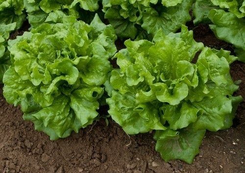 1 Kilogram Packaging Fresh And Natural Green Lettuce Seeds 