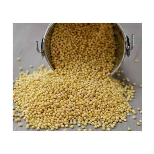 organic foxtail millet