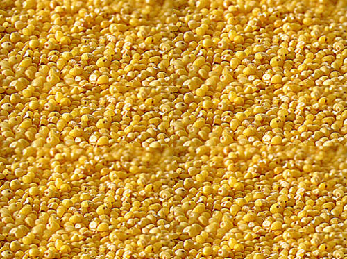 100% शुद्ध और स्वस्थ प्राकृतिक पीले समृद्ध पोषक तत्व सुगंधित फॉक्सटेल बाजरा 