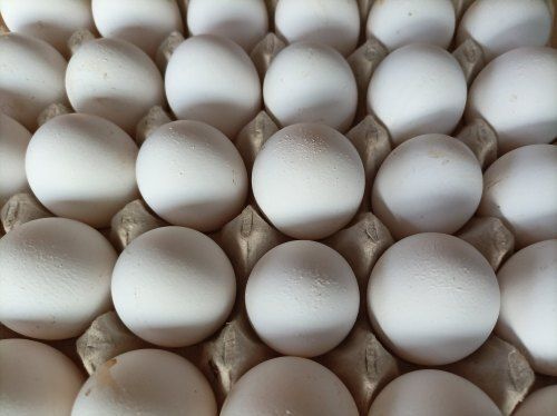 Healthy Highly Nutritious Low In Calories White Fresh Poultry Egg