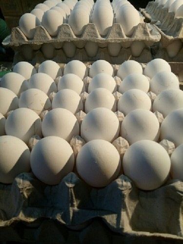 High In Proteins And Nutrients Rich Vitamins Healthy White Fresh Poultry Egg