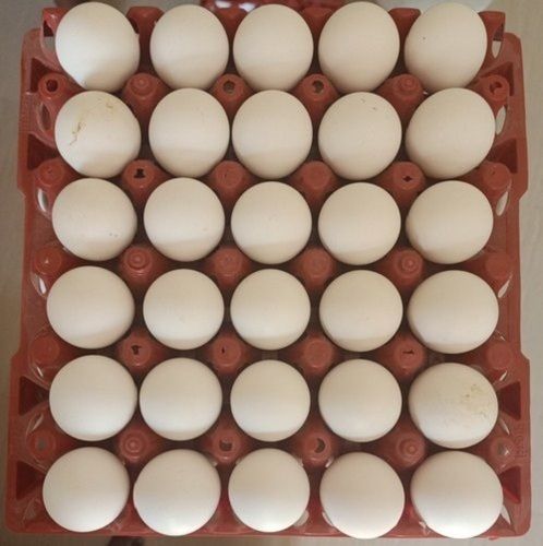 Low In Calories Healthy Highly Nutritious White Fresh Poultry Egg