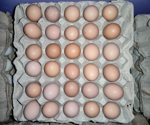 Low In Calories High In Protein And Nutrients Fresh Light Brown Poultry Eggs - Natural, Free-Range Chicken Eggs, Antibiotic-Free, Vegetarian Fed, Non-Refrigerated