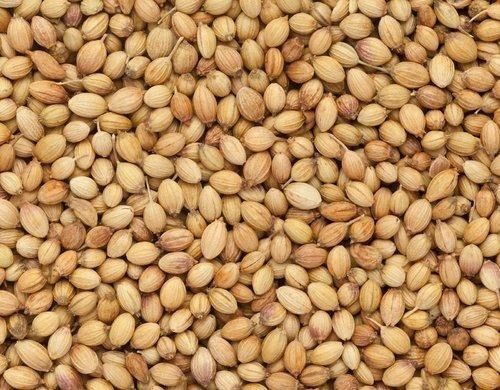 Round Shape Yellowish Fresh And Natural Yellowish Brown Coriander Seeds