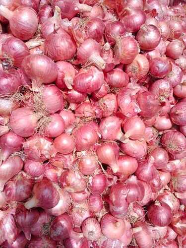 Fresh Natural Red Onion - A Grade Organic, Round Shape | High Moisture Content, Shelf Life of 2-3 Weeks, Store in Cool and Dry Place