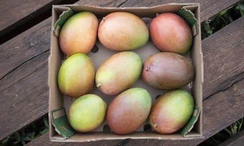 Common A Grade 100 Percent Mature Sweet In Taste Delicious Non-Glutinous Yellow Mango