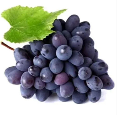 Greenhouse Rich In Vitamins, Minerals Naturally Grown Healthy And Tasty Fresh Black Grapes