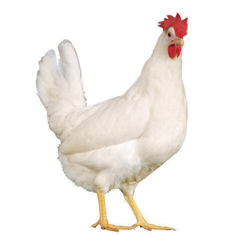 Adult White Female Poultry Farm Live Chicken