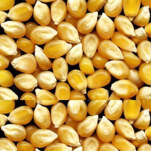 Healthier Nutritional Benefits Source Of Vitamins Yellow Edible Maize Seeds
