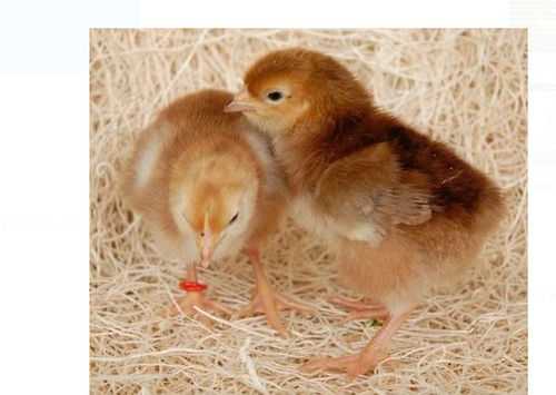 Vitamins Brown Small-Size Healthy Poultry Farm Vanaraja Dual-Purpose Chicks, 10 Day Age, 40 Gram Weight