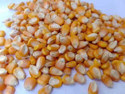 Healthy Fresh Hybrid Natural Premium Quality Organic Maize Grain Seeds