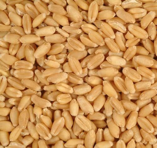 Hygienically Packed Indian Originated Healthy Hard Light Brown Wheat Grains