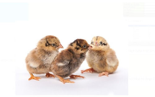 Cronish Multicolored Small-Size Male And Female Healthy Poultry Farm Aseel Chicks, 13 Day Age, 50 Gram Weight