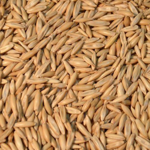 Natural Gluten Free Protein Fiber Commonly Cultivated White Edible Oat Seeds 