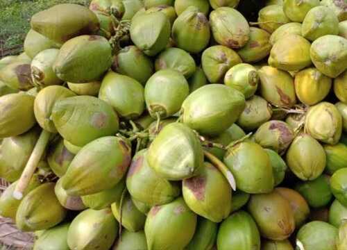 Natural Refreshing Organic Healthy Green Coconut