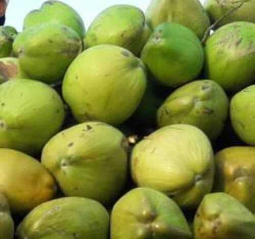 100% Organic Natural Fresh Green Coconut