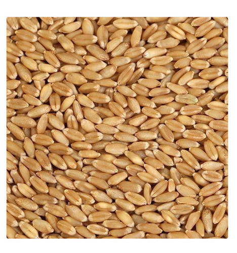 Pack Of 40 Kilogram Common Cultivated Brown Wheat Grain 