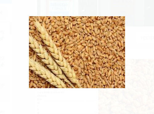 Pack Of 50 Kilogram 2 Percent Moisture Pure And Dried Wheat Grain
