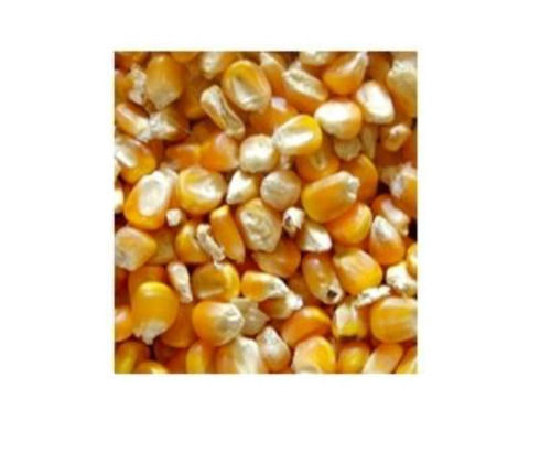 Pack Of 50 Kilogram Common Cultivation Type Dried Yellow Raw Maize