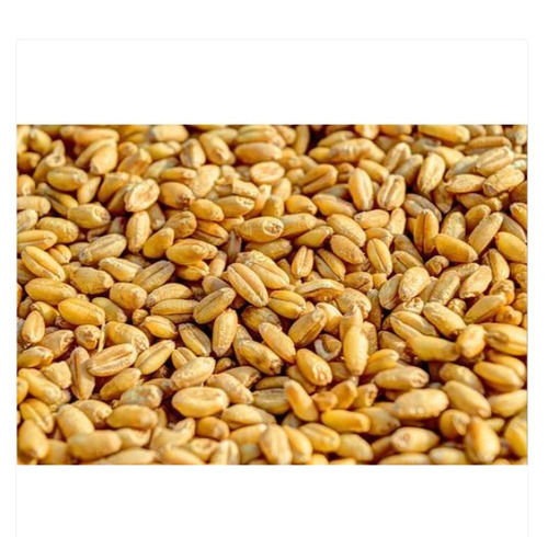 Pack Of 50 Kilogram Dried And Natural Brown Wheat Grain
