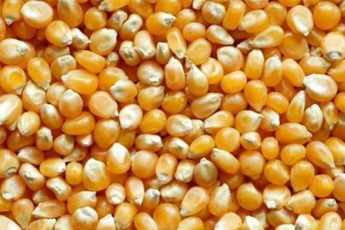 Pack Of 50 Kilogram Dried Style Cultivation Type Yellow Maize