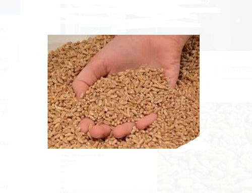 Pack Of 50 Kilogram Golden Common Cultivated Natural And Dried Wheat Grain
