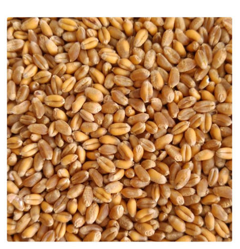 Pack Of 50 Kilogram High In Protein Golden Wheat Grain 