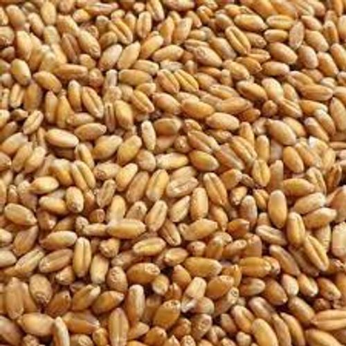 Premium Grade Organically Cultivated Hard Form Light Brown Wheat Grains