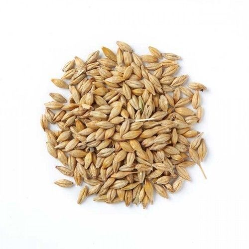 Slightly Nutty High Nutrients Better Digestion Hot Breakfast Barley Seeds  Admixture (%): 1%