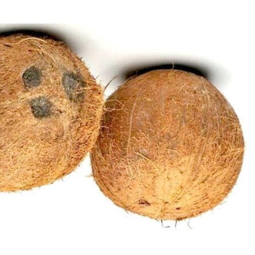 Brown A Grade Healthy Vitamins And Minerals Solid Fresh Mature Coconut