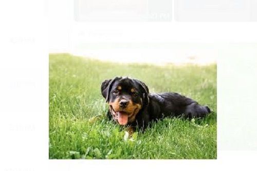 4 Month Old Healthy Rottweiler Far Black Both Gender Live Pet Dog, 5Kg Weight  Weight: 5 Kilograms (Kg) at Best Price in Shahdol | Pets Mart