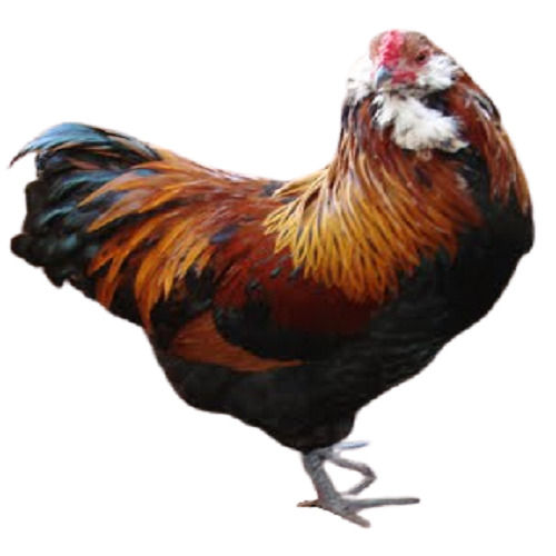 Brown And Light Red Healthy Live Andalusian Chicken