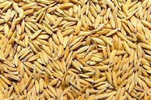 Golden Paddy Rice