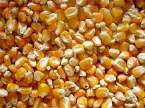 Rich Protein Sweet Flavor Easy To Digest Natural And Organic Fresh Maize Seed  Admixture (%): 2.5%