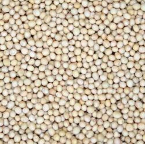 9.5% Moisture 3 To 4 Years Shelf Life 100% Pure White Organic Mustard Seeds  Admixture (%): 3%