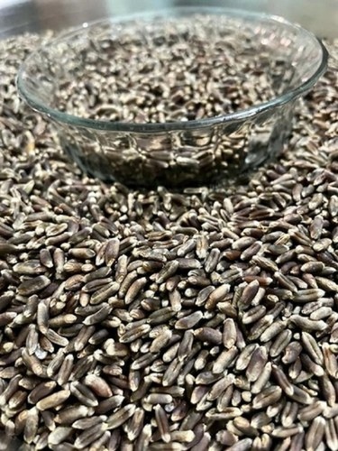 Black Grains - Solid, 2.8 mm Size, Black Color | Organic, Antioxidant-Rich, Preservative-Free, Nutrient Enriched, Shelf Life of 6 Months