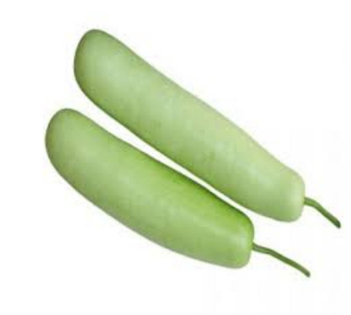 विटामिन सी, के और कैल्शियम से भरपूर 100% प्राकृतिक रूप से उगाई गई ताजा हरी बोतल लौकी की शेल्फ लाइफ: 4 दिन