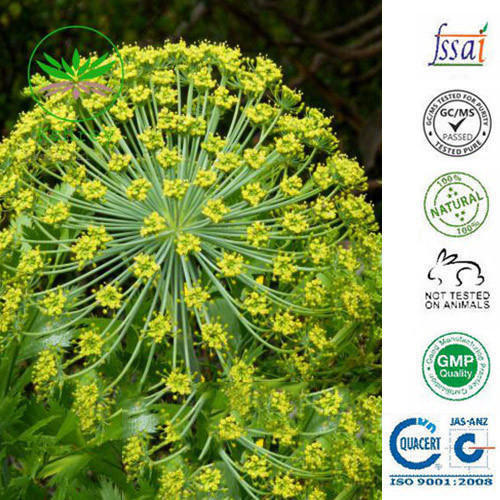 Chemical Free Easy To Use Natural Galbanum Oil Purity: 100%