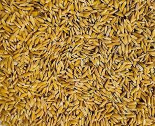 Golden Paddy Rice - Medium Grain, Golden Color | Gluten Free, High In Protein, 99% Purity, Dried with No Preservatives