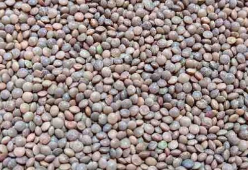 1 Kg Whole Dried Common Cultivated Round Black Masoor Dal