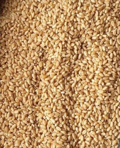 1 Kilogram 13.5 Percent Moisture Fresh Brown Dried Wheat Grain 