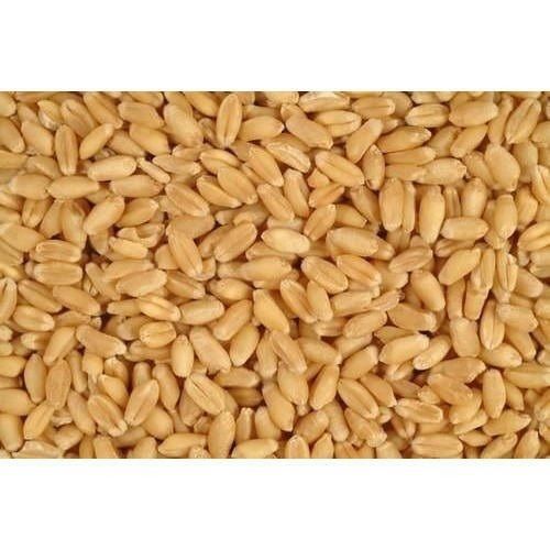 1 Kilogram A Grade15 Percent Moisture Pure And Fresh Brown Wheat Seed 