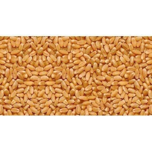 99.9% Pure Premium Quality Medium Grain Packaging Size 25Kilograms Golden Wheat Seeds Admixture (%): 0.5%